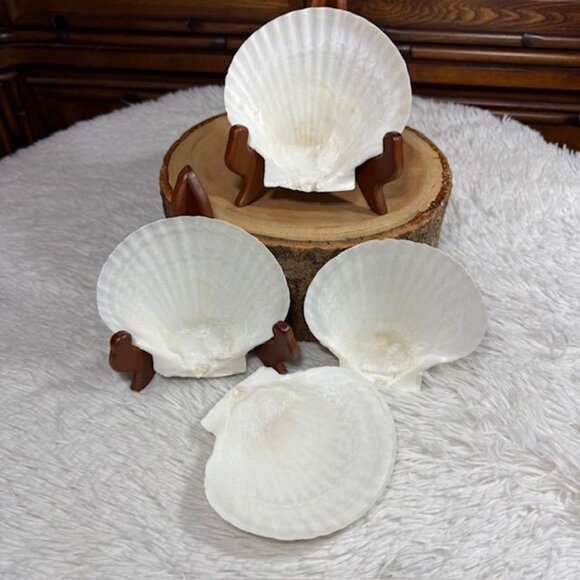 NWOT Set of 4 Nantucket Seafood Natural Baking Sea Shells 4.5" - 5" - Picture 6 of 15